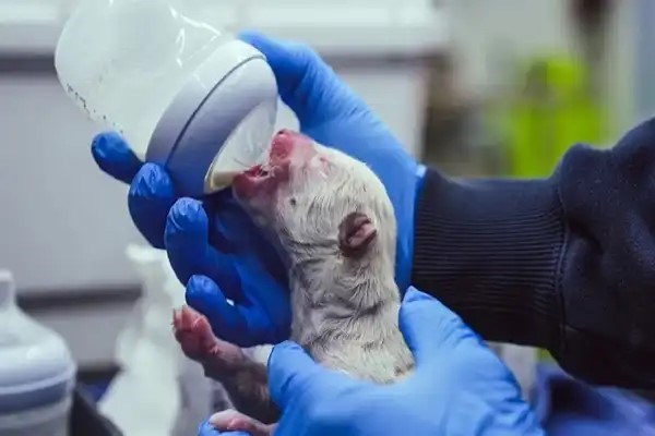 بازگشت گرگ وحشت - معجزه بیوتکنولوژی | شستی