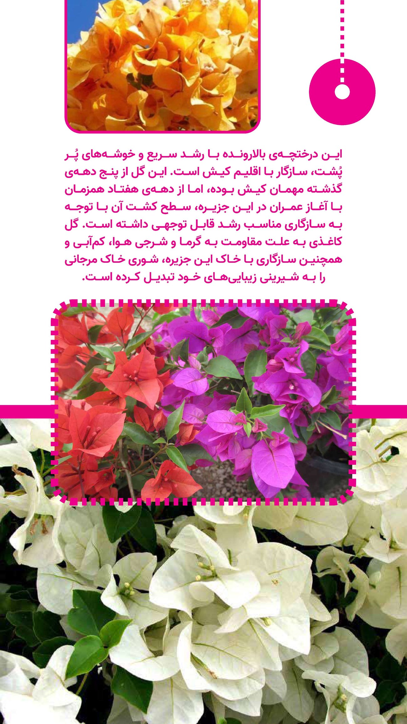 روزنامه تاریخ ۱۶ دی ۱۴۰۳